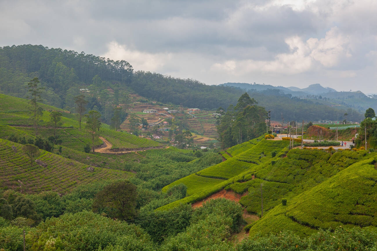 Tea Plantations